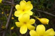 如何區分迎春花和連翹花？