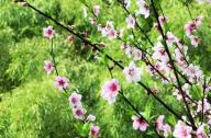如何區分桃花和杏花？