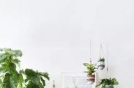 家庭綠植如何擺放更出彩？