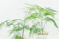 室內如何科學的養殖文竹？