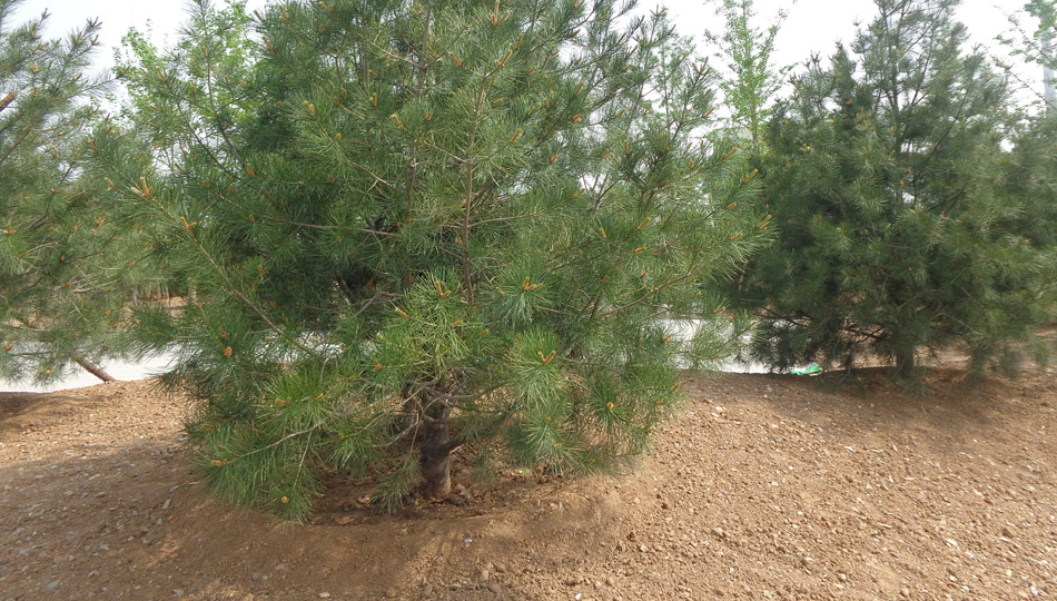 “一鍵綠化”之樹木移植現場實錄