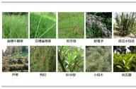 如何選擇岸邊陸生植物？