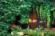 低成本植物景觀設計原則