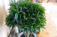 家里養什么植物旺財？