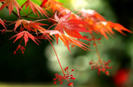 日本紅楓的栽培技術