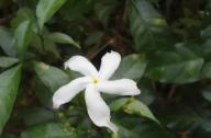 獨特的狗牙花