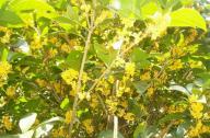 園林植物桂花的產地、形態以及園林用途