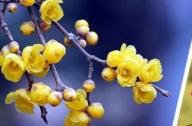 花開的節氣