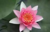 為什么千年古蓮能開花？