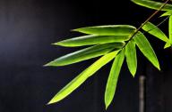 選擇園林植物時，如何巧妙利用植物的五行屬性？