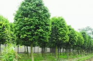 ?？诩爸苓叺貐^植物群落示例