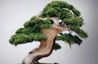 盆景七大類，你都知道嗎？