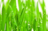 隔音植物有哪些？不易燃燒的植物有哪些？