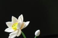 如何栽植碗蓮？