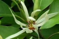 治療咳嗽的植物：白蘭花、丁香、藿香