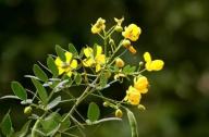 清肝明目，潤腸通便的植物：決明子、菊花