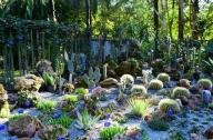 1月20日，中國科學院西雙版納熱帶植物園一年一度的多肉展如約而至