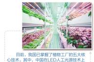 “植物工廠”到底有什么秘密？